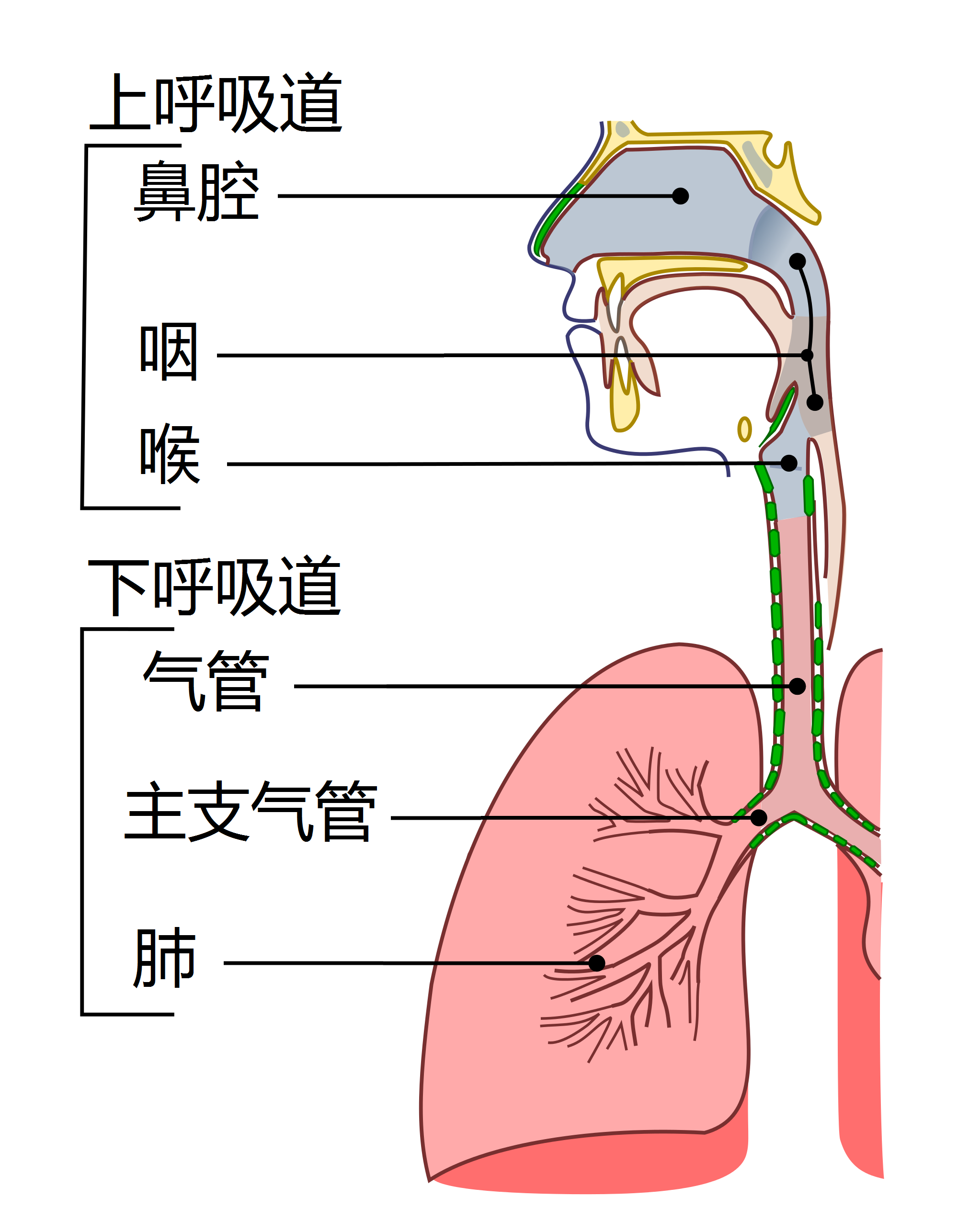呼吸道结构图